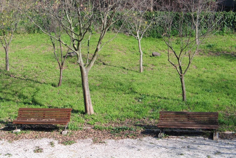 three wooden benches sit next to trees in a green field