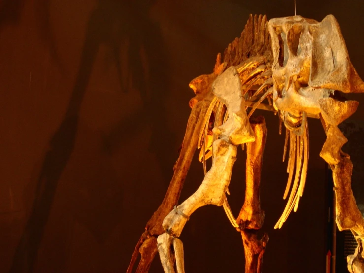 an animal skeleton on display at the museum