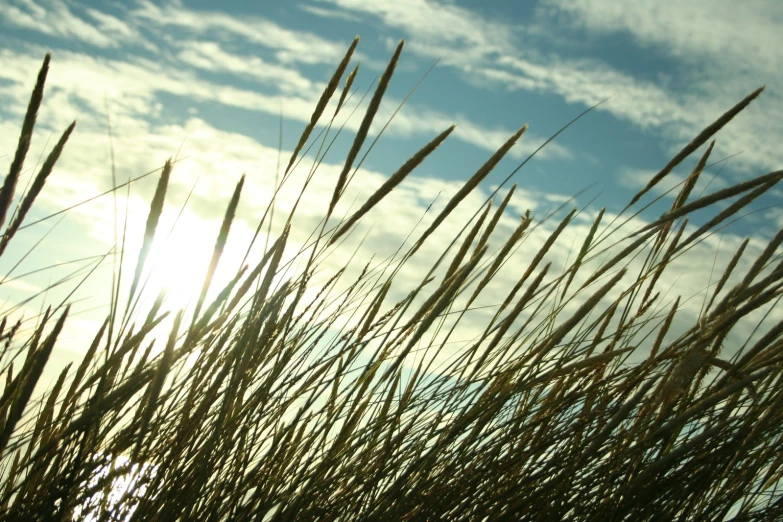 long grass that has been blowing in the wind