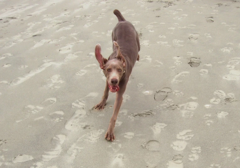 a dog walking on a beach in front of paw prints