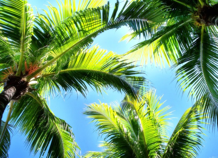 the top of some palm trees and blue sky