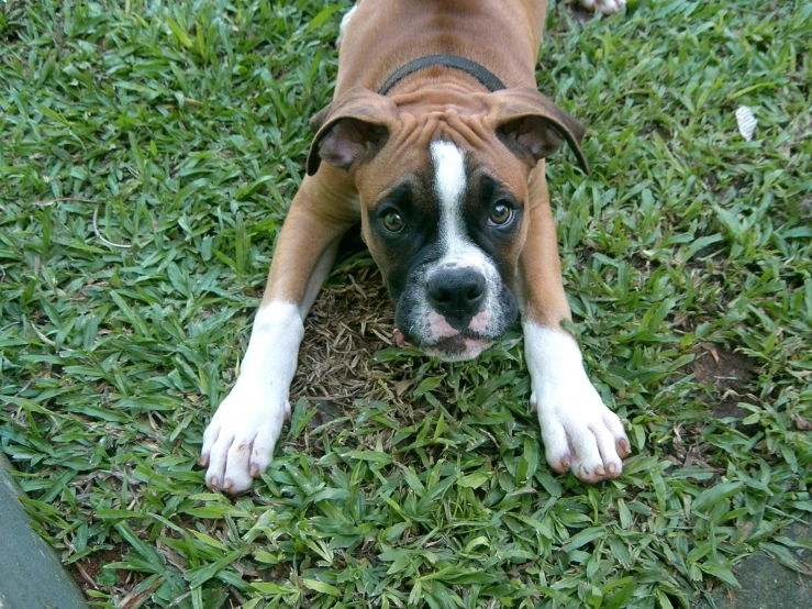 a brown and white dog on the grass