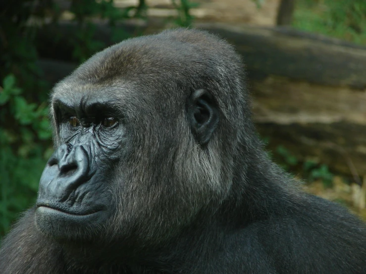 a gorilla in the middle of an exhibit