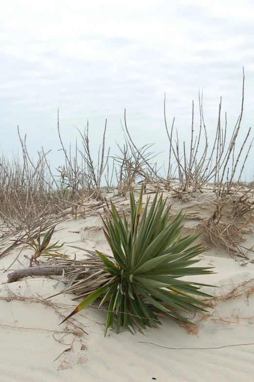 an up close po of some sand and plants