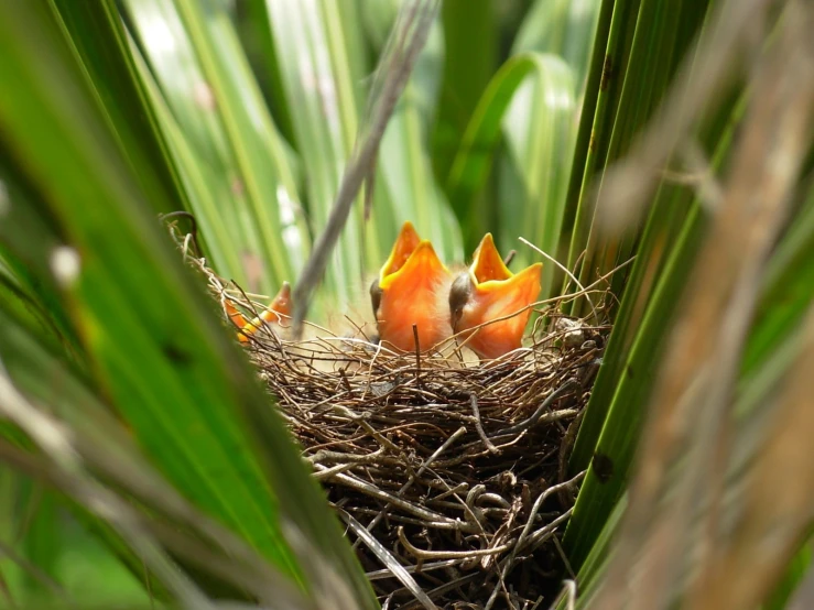 some little birds sitting inside of a very tall grass