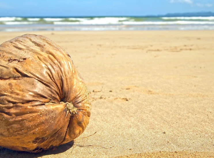 an ocean view of the beach with the tide lapping in and a coconut on top