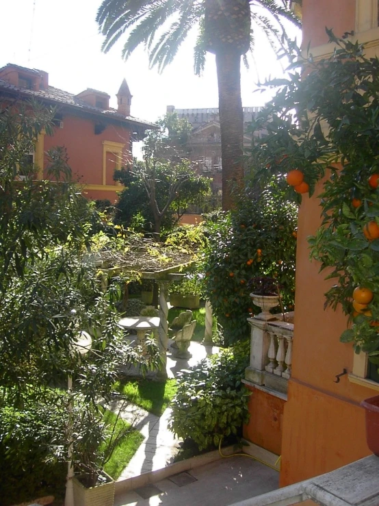 an orange grove in a mediterranean garden with a patio