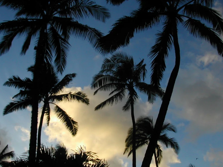 the sun shining behind several tall palm trees