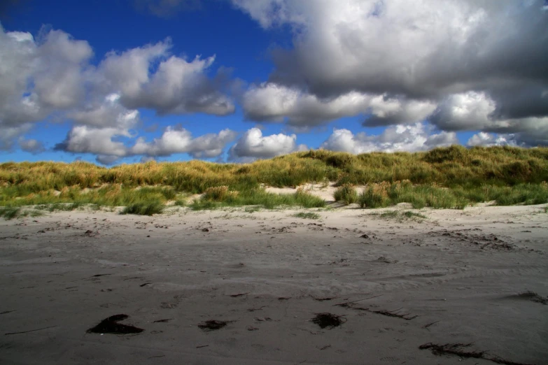 some tall grass and sand with blue sky