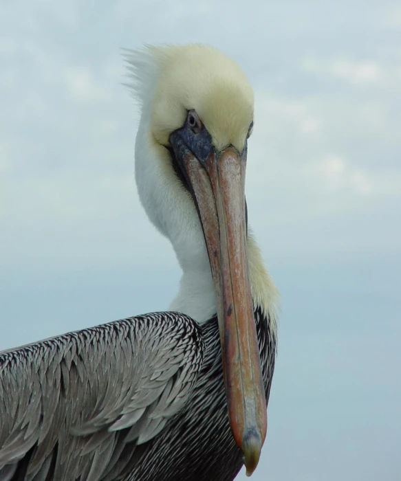 a bird standing on a boat looking at the camera