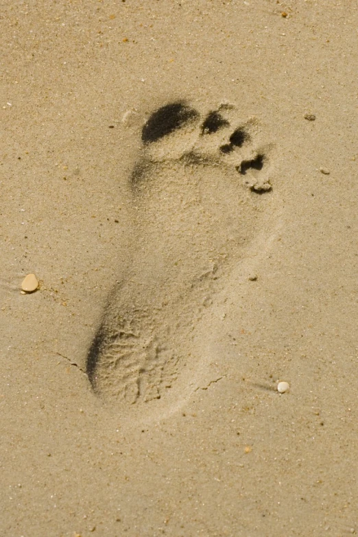 an animal's paw and foot prints are in the sand