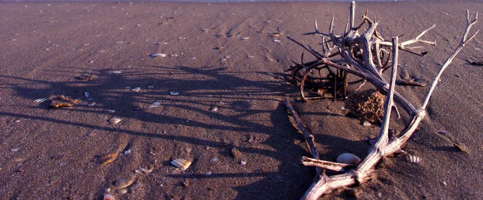 a stick in the sand on a beach