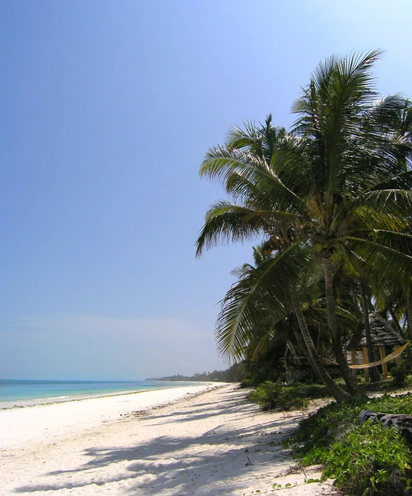 palm trees on the sand at a tropical beach