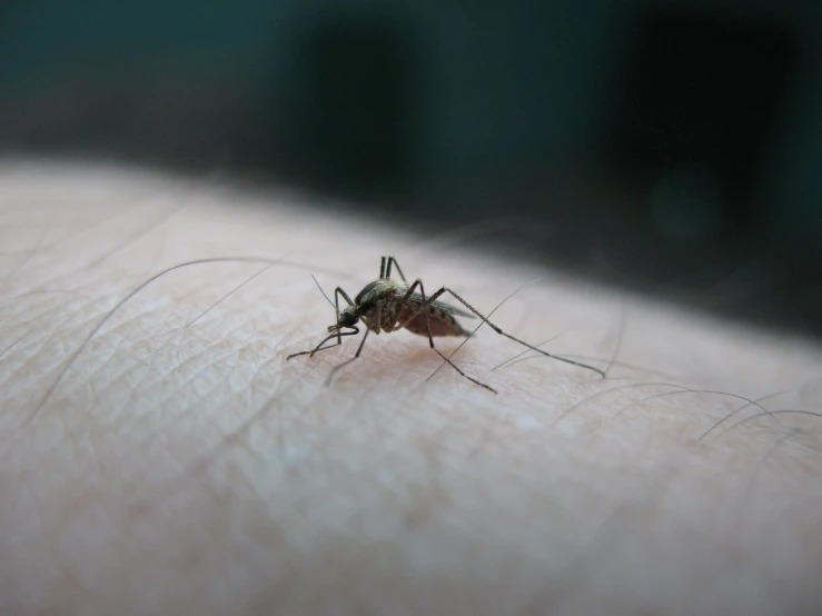 a mosquito on someone's arm in a blurry po