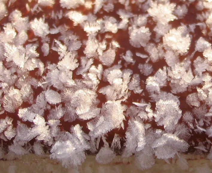 a group of frosty flowers sit on a window