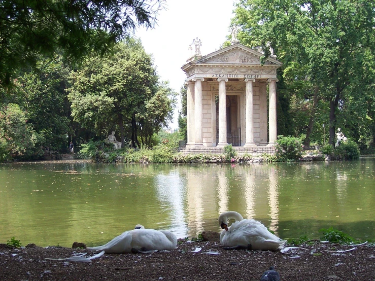 two white swans are in front of the water at a park