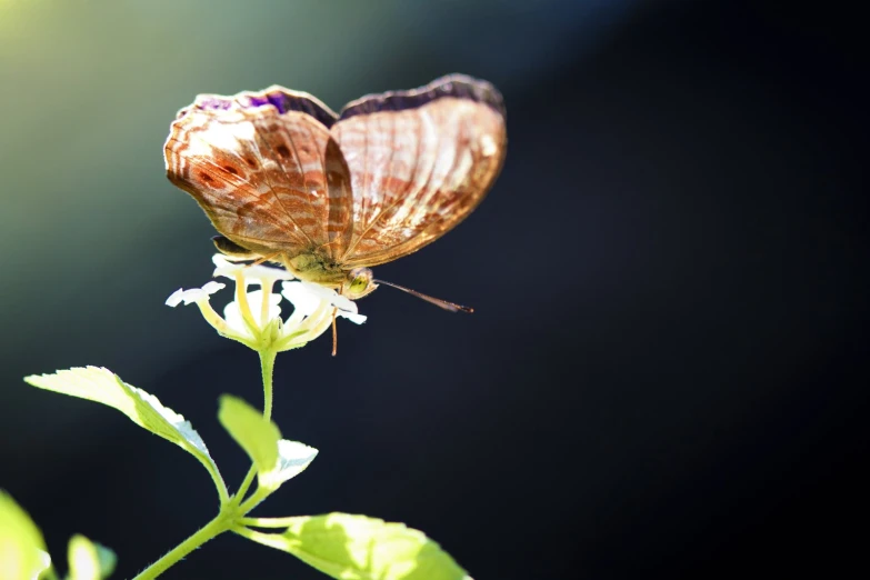 a erfly sitting on top of a flower