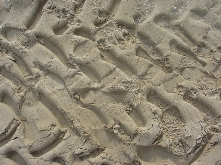 the imprints on the sand suggest where animals lived