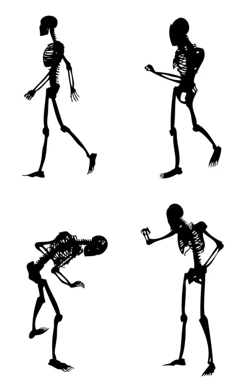 a skeleton and other types of skeletons