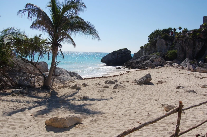 a lone palm tree sits next to the ocean