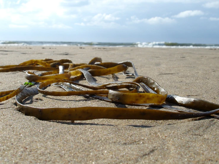 several banana peels laying on top of a sandy beach