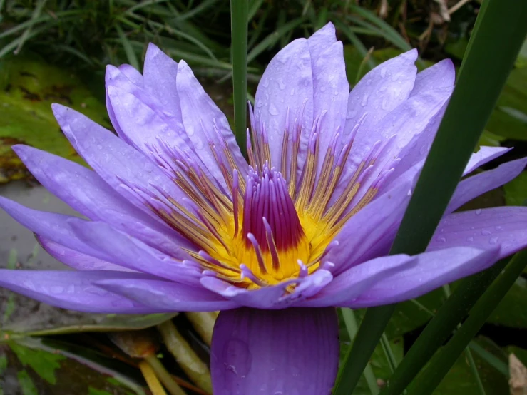 purple waterlily with yellow centers is surrounded by water