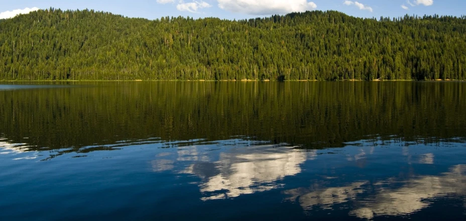 trees reflected in the water on a sunny day