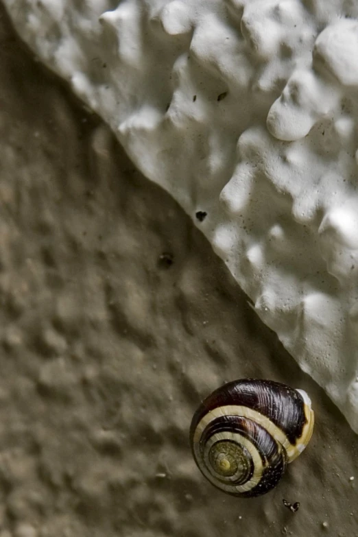 snail walking on rocks with very few snow