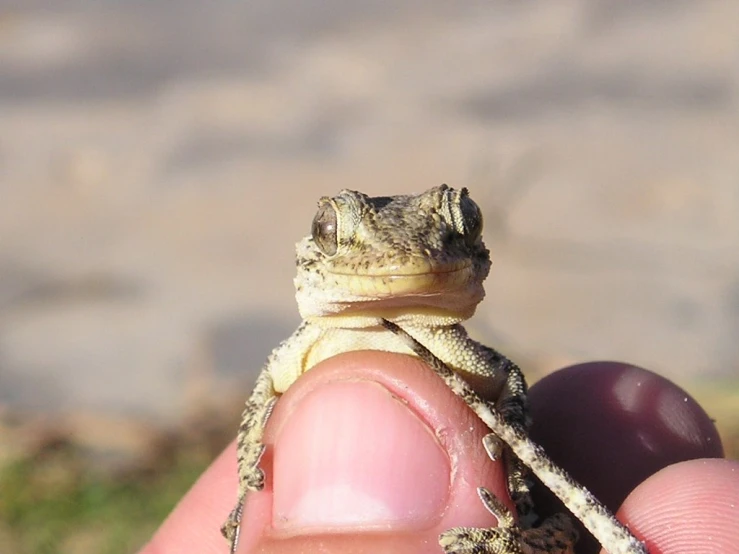 the lizard is sitting on someone's hand with a small lizard