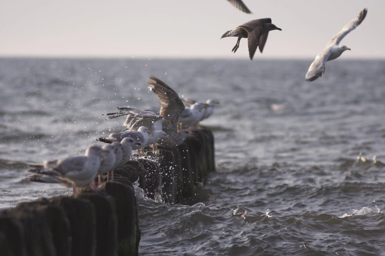 seagulls flying over a pier on the ocean
