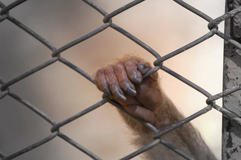 a hand gripping a fence to enter the enclosure