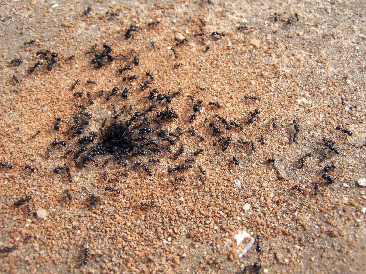 the black ants are leaving traces on the sand