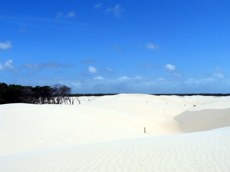 a po of a desert sand dune with trees and blue skies