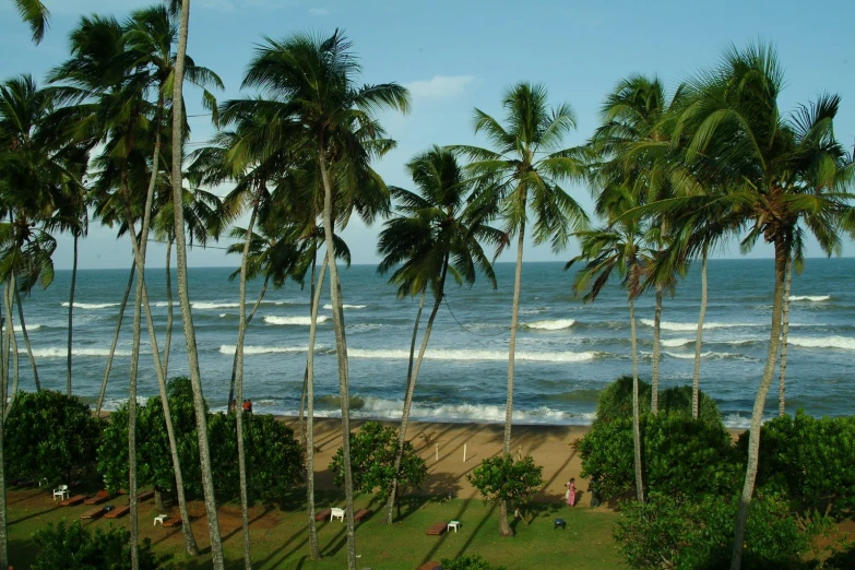 there are palm trees next to the ocean