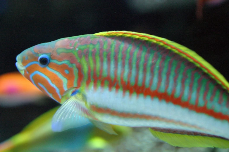 colorful striped fish swimming in an aquarium