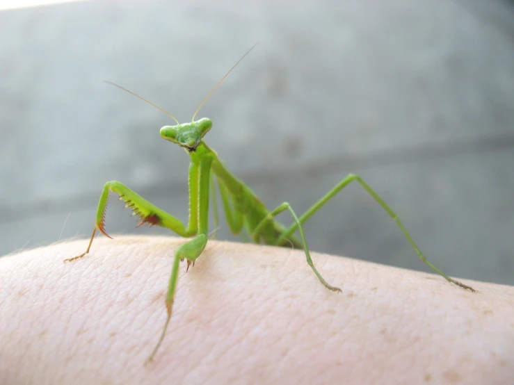 a person with a small green insect on their arm
