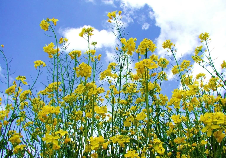 some yellow flowers with white clouds in the background