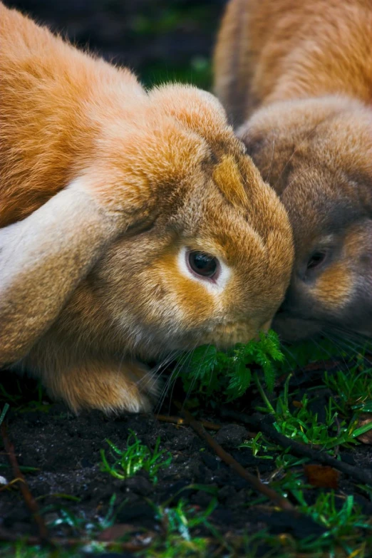 two little rabbits lying on top of each other