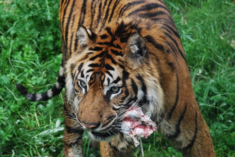 a close up of a tiger with food in its mouth