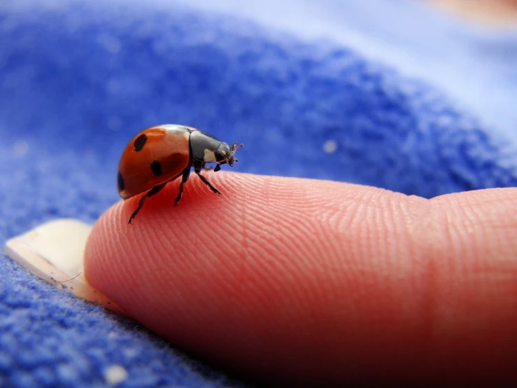 closeup of lady bug on finger and finger nail