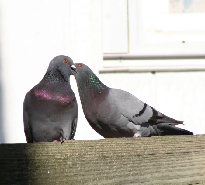 two pigeons are standing on a ledge looking in each other's eyes