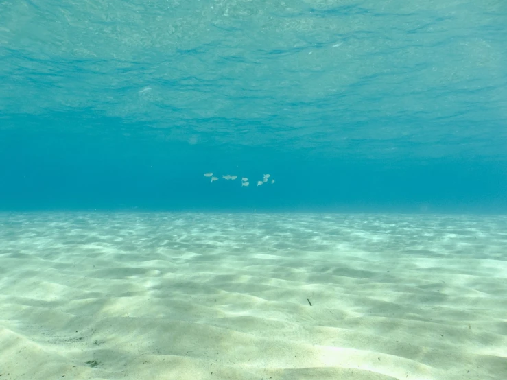 an underwater po of some small white fishes