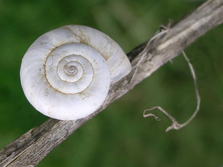 this picture looks like a sea shell with a spiral on top of it