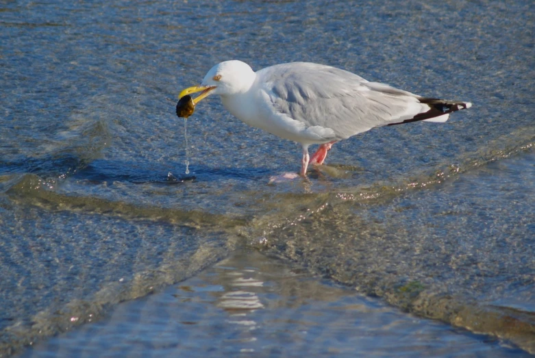 a large seagull with a fish in its mouth