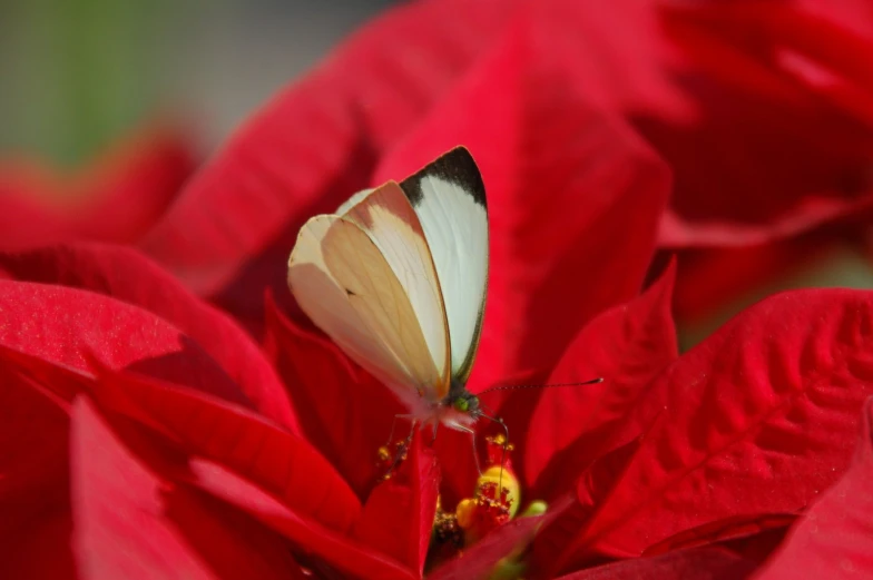 the erfly is sitting on the red flower