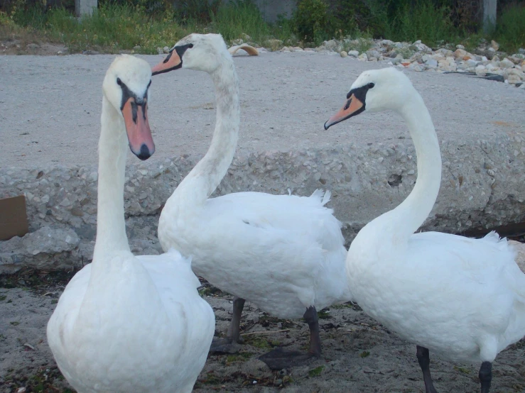 two white swans are standing near each other