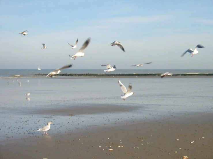 seagulls fly above the ocean and the beach