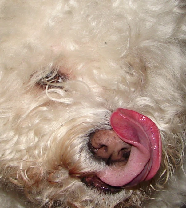 a white dog with its tongue hanging out