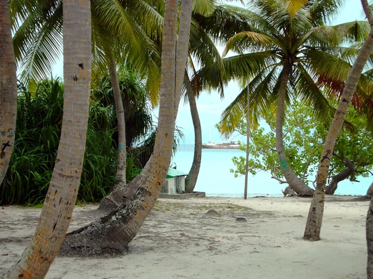 some palm trees that are by the water