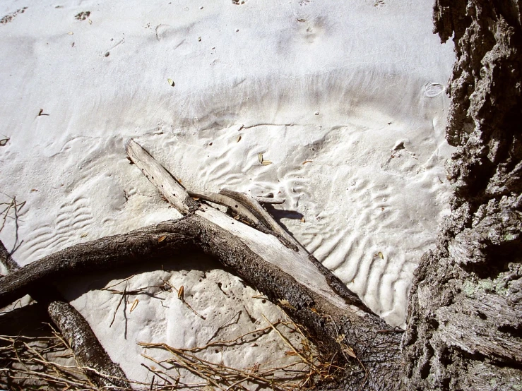 a piece of drift wood lies on the sand